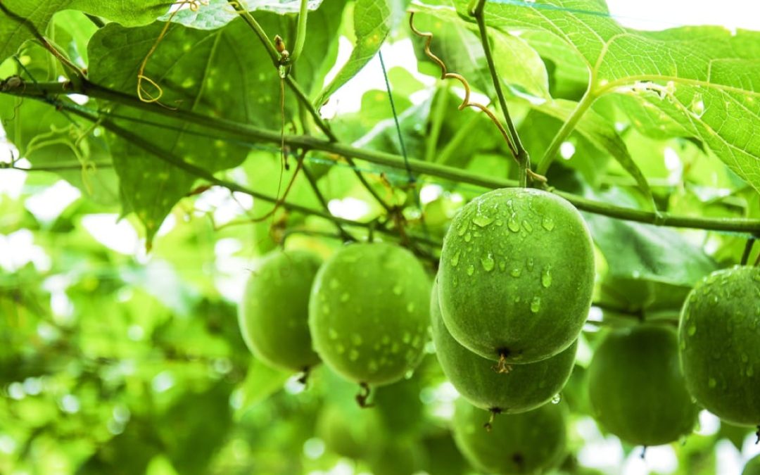 Evolving Opportunities For Stevia & Monk Fruit As Natural Sweetener