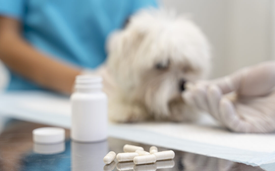 Supplements That Keep Tails Wagging and Paws Active!