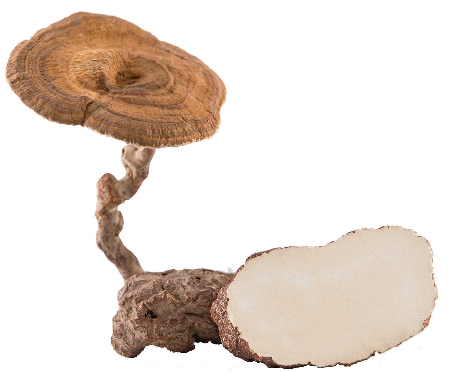 nexus wise thank you for visiting us at vitafoods asia bangkok 02