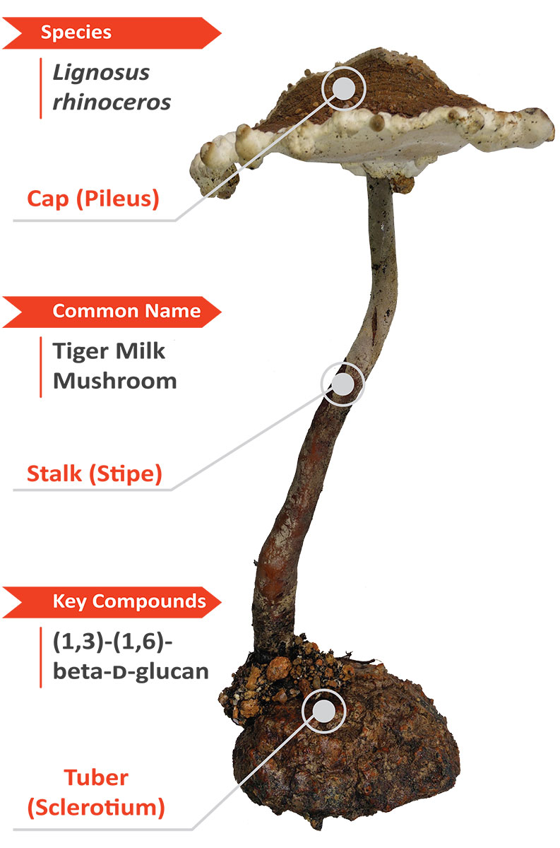 Tiger mushroom