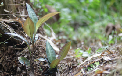 Malaysia’s Hidden Rainforest Remedies: A Well-Kept Secret?