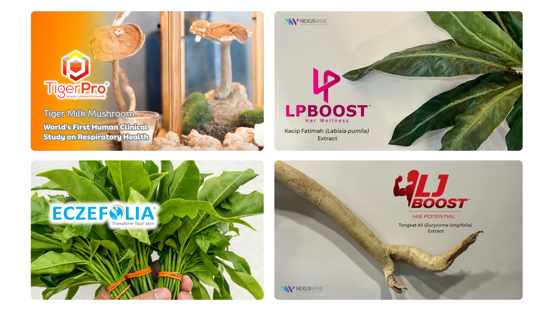 nexus wise feature in malaysia kini 05